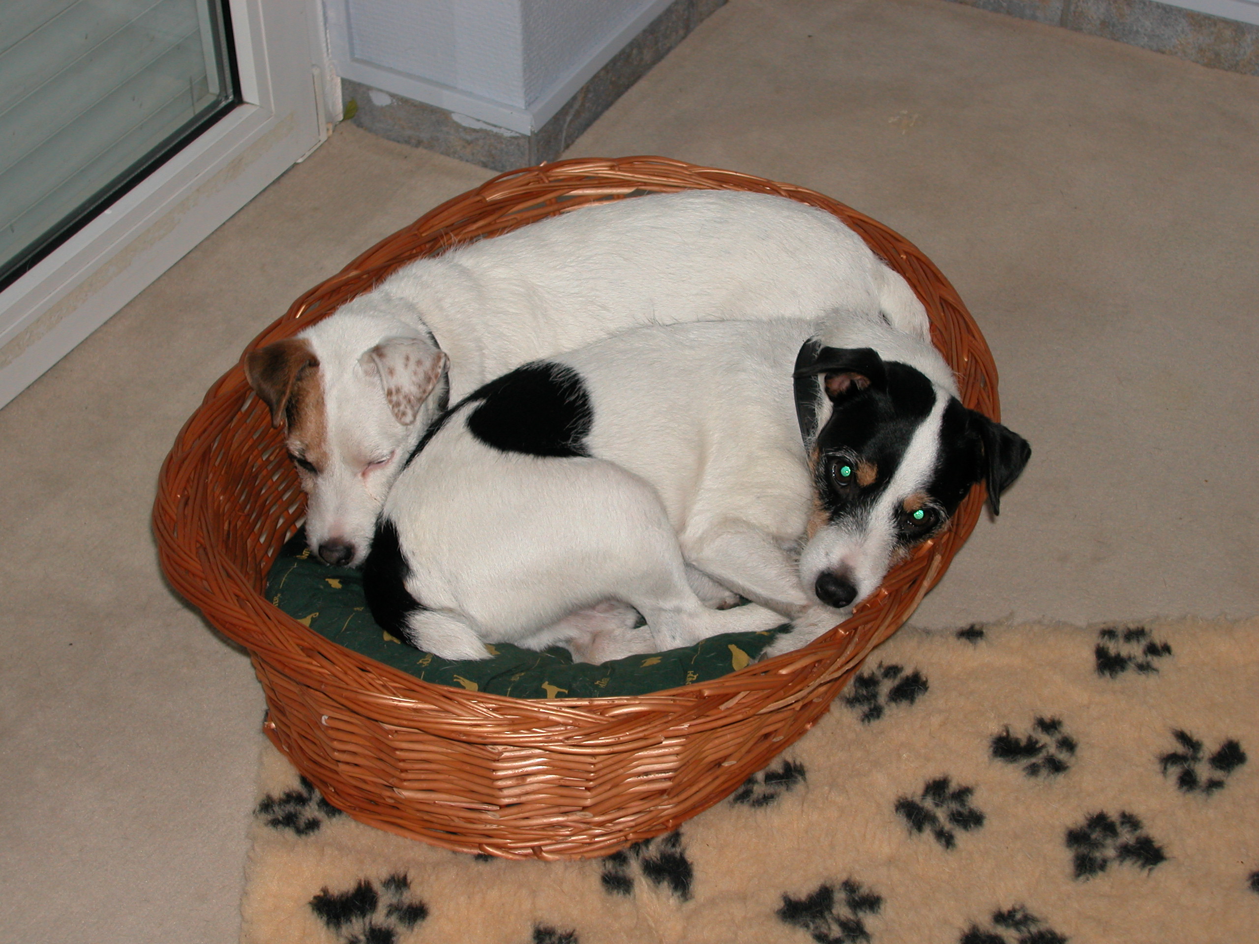 Hund785