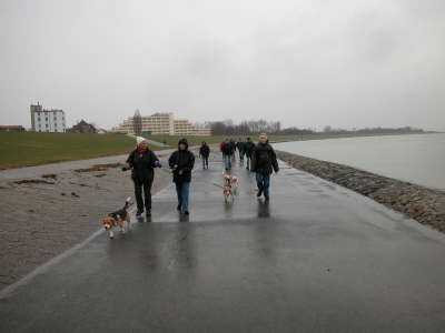 Da k�nnen die Beagle aber losrennen !!!