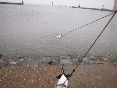 Das Beweisfoto, Julchen sollte wohl kein Hund, sodern ein Fisch werden 