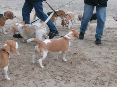 Los, machen wir ein Rennen am Strand