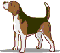 zum Beagle-Club
